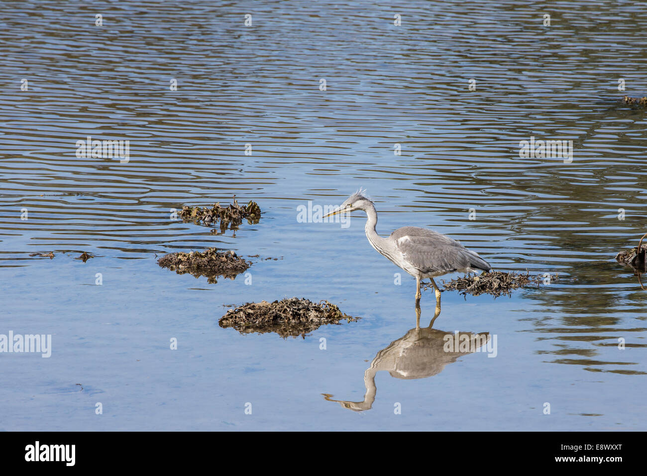 Herons (Ardea cinerea) at Crinan in West Argyll in Scotland. Stock Photo
