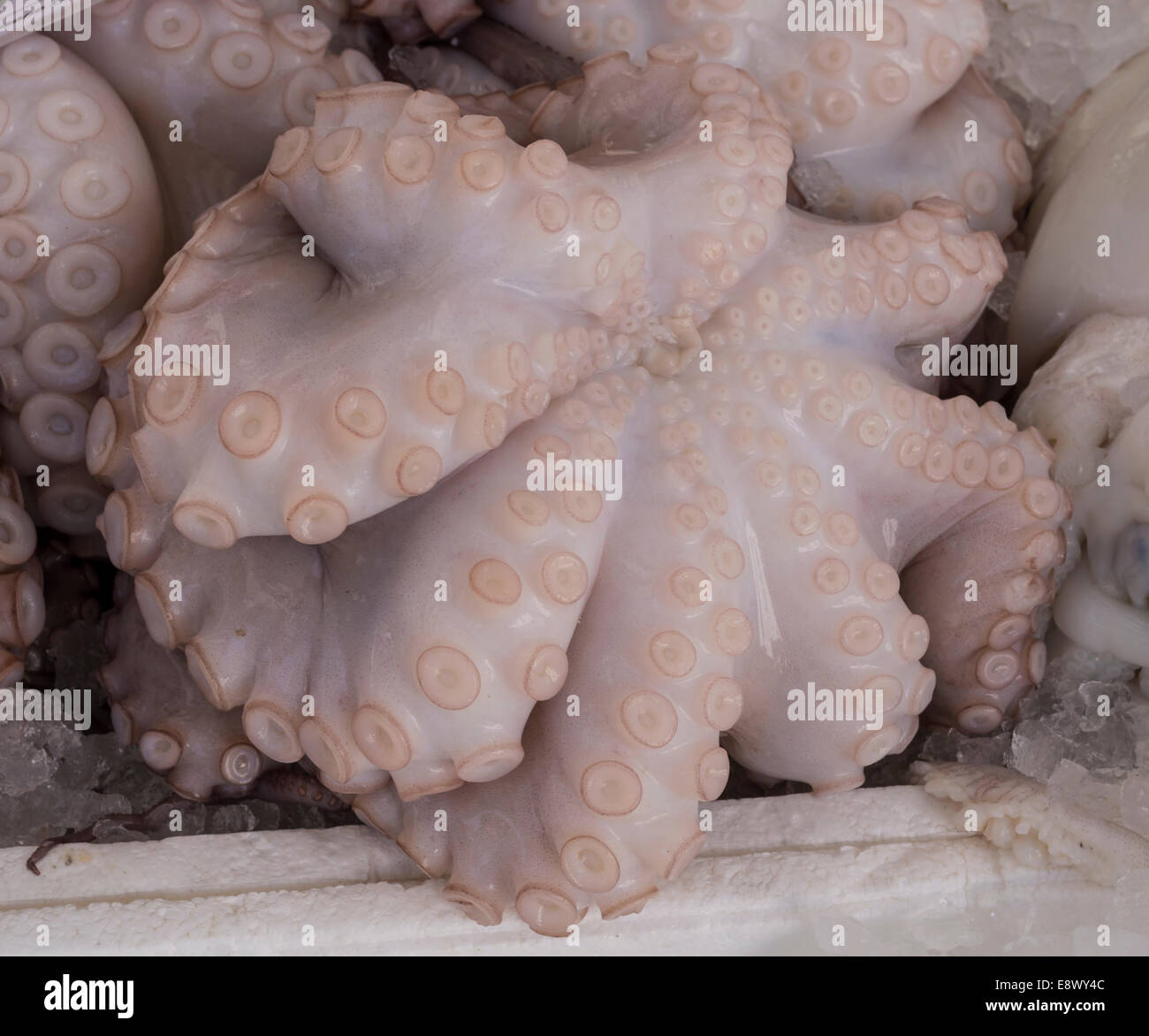 suckers and tentacles of the octopus, piovra Stock Photo