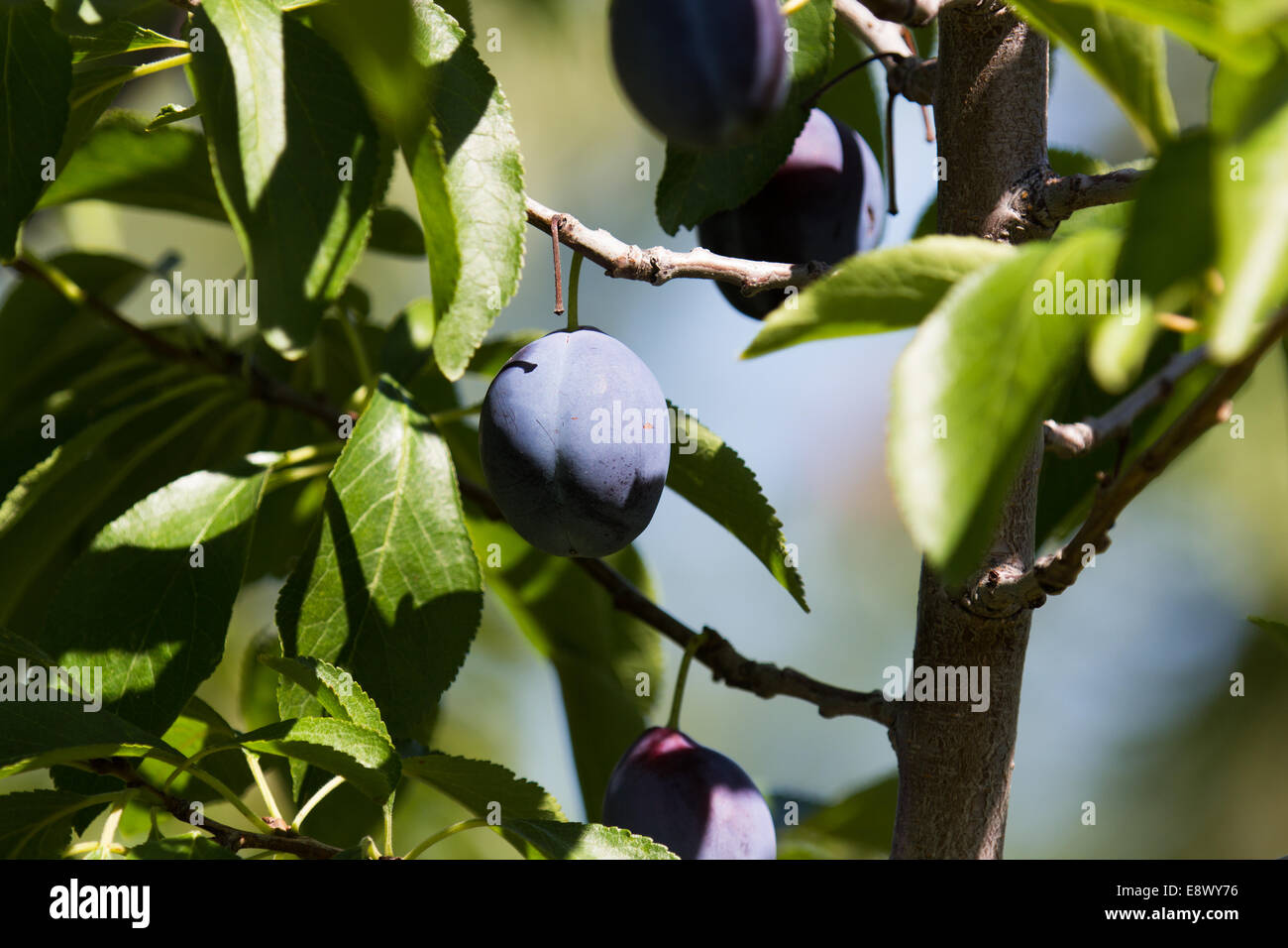 Plum tree with ripe plums Stock Photo Alamy