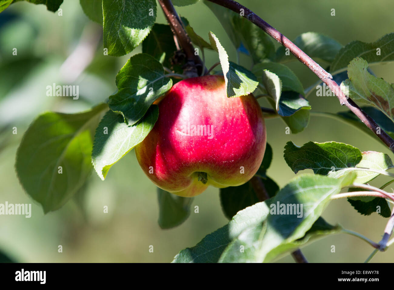 One apple hanging on tree Stock Photo