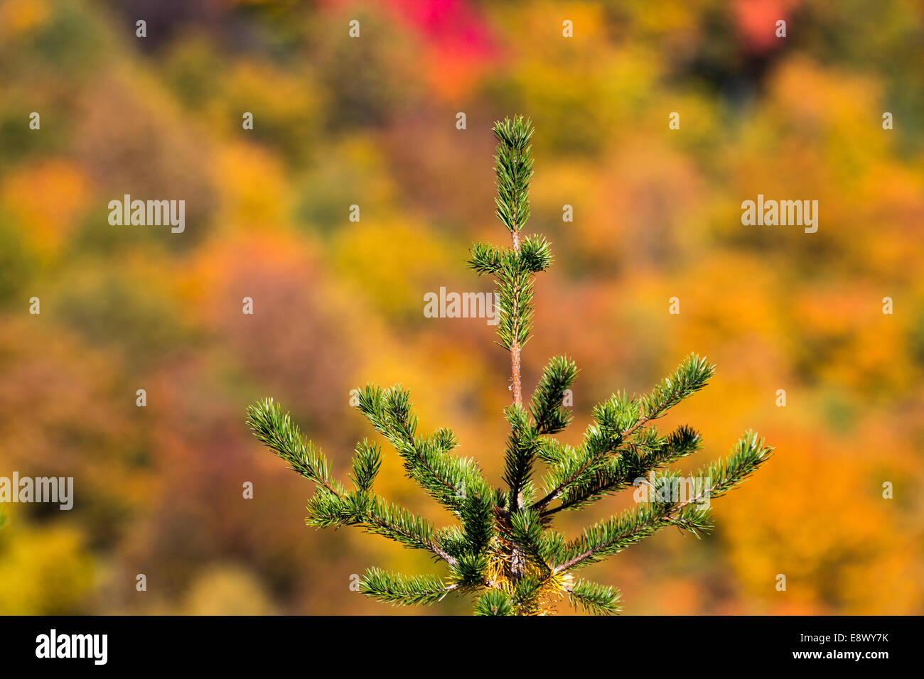 Autumn landscape changing colours Stock Photo
