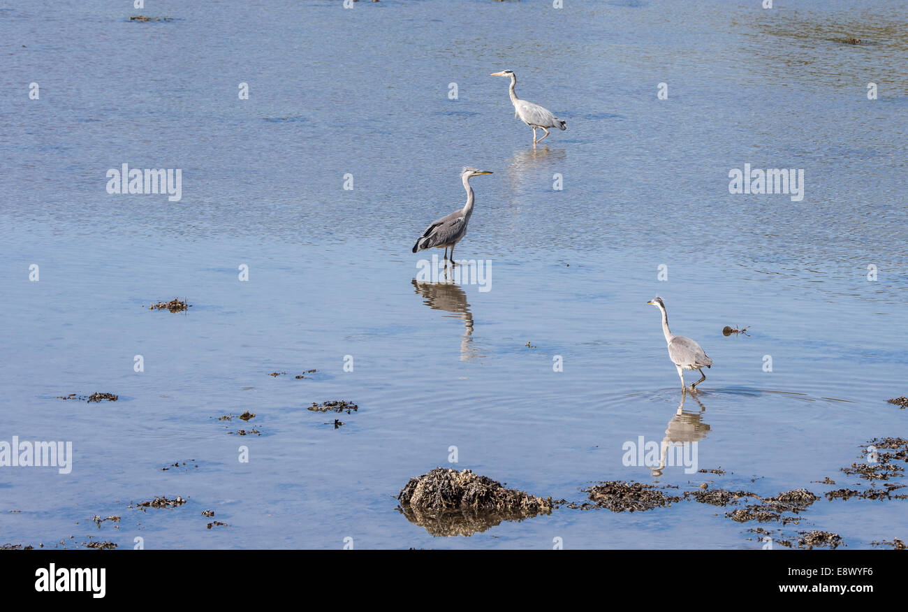 Herons (Ardea cinerea) at Crinan in West Argyll in Scotland. Stock Photo