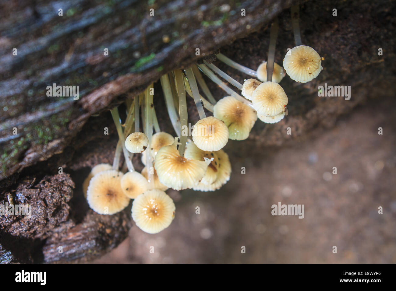 mushrooms growing on a live tree in the forest Stock Photo Alamy