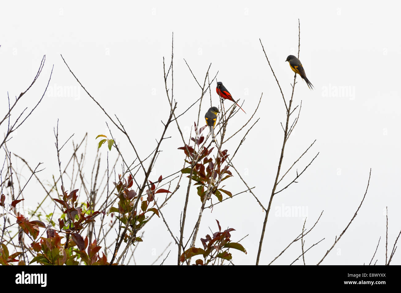 Scarlet Minivet birds (Pericrocotus Flammeus) Males are redness, Female and the chicks will be yellow in Thailand Stock Photo