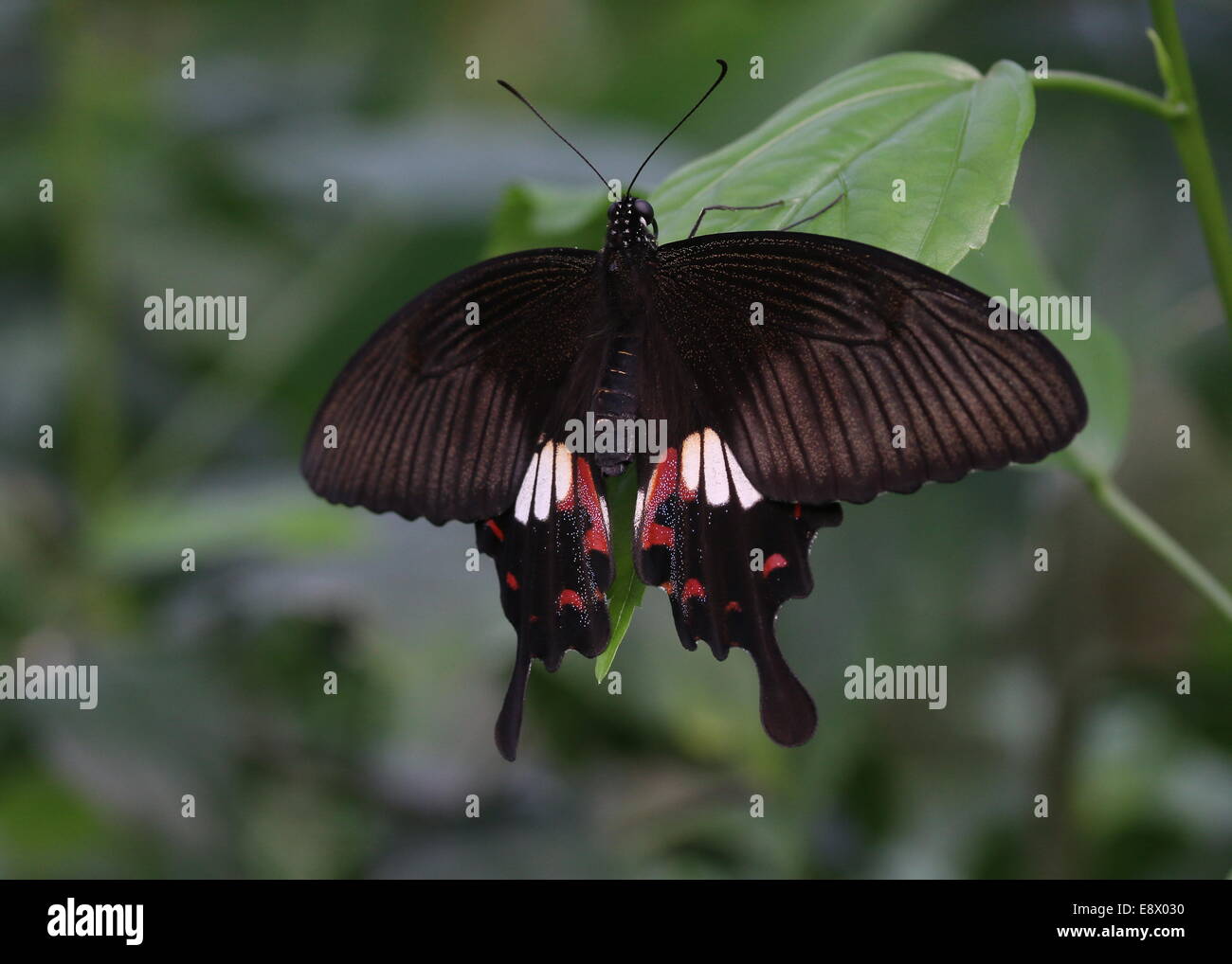 Female common Mormon (Papilio polytes) suspended from a leaf Stock Photo