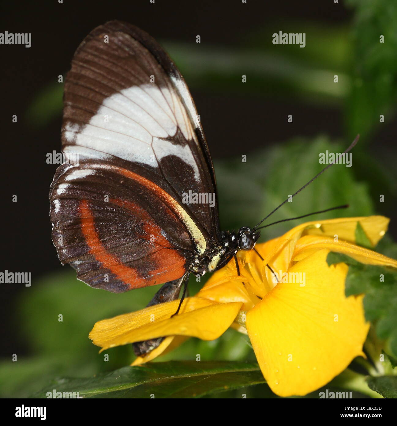 Cydno Longwing butterfly (Heliconius Cydno) a.k.a. Grinning Heliconian or Blue and White Longwing, feeding on a yellow flower Stock Photo