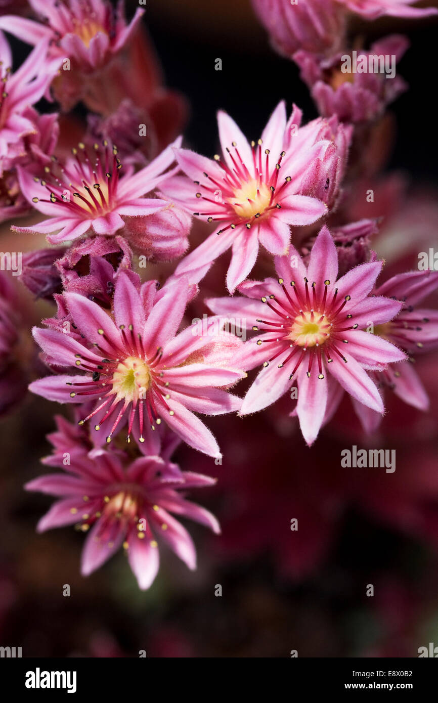 Sempervivum 'Robin'. House Leek flowers. Stock Photo