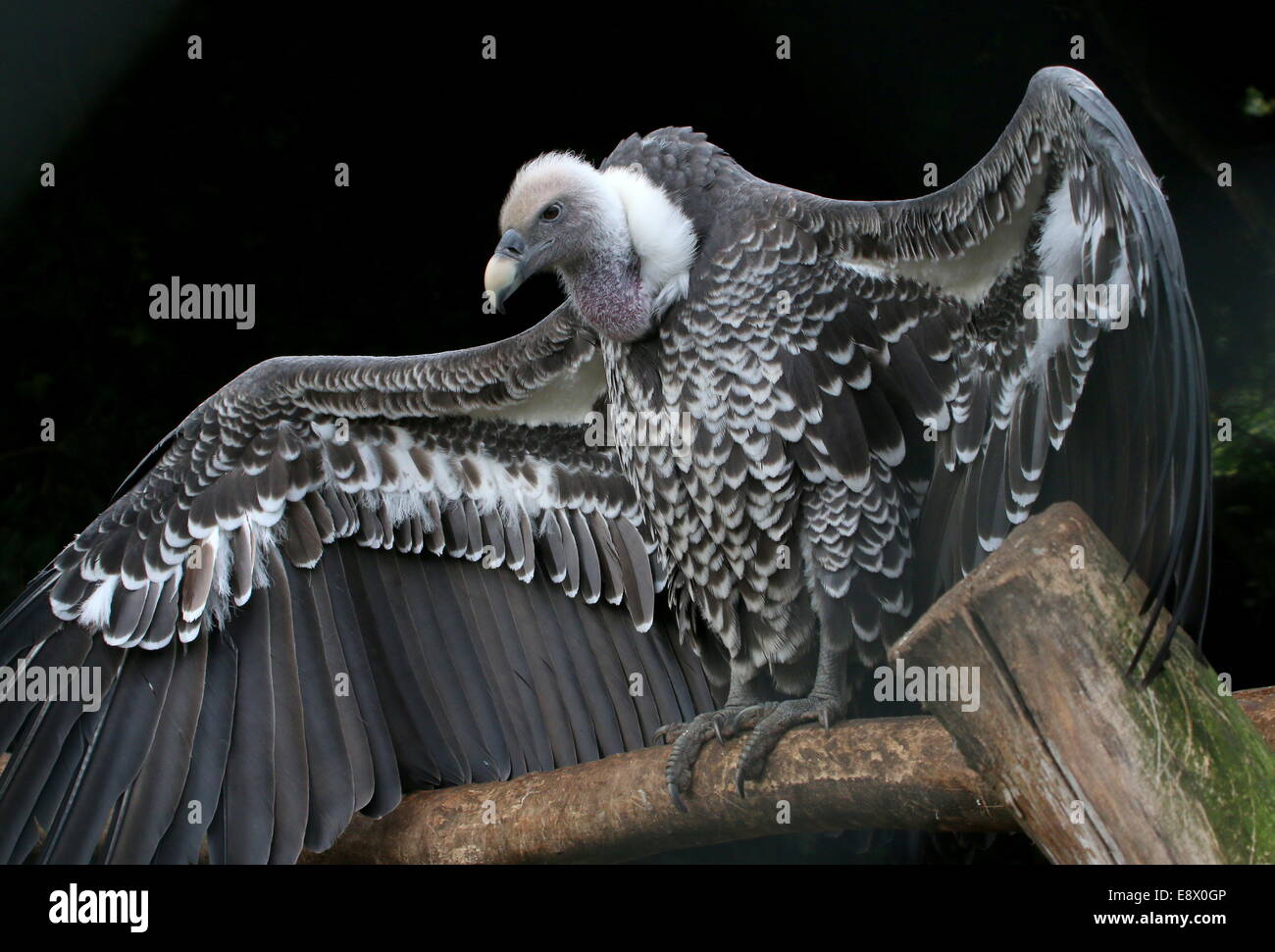 African Rüppell's Vulture (Gyps rueppellii) in close-up with wings ...