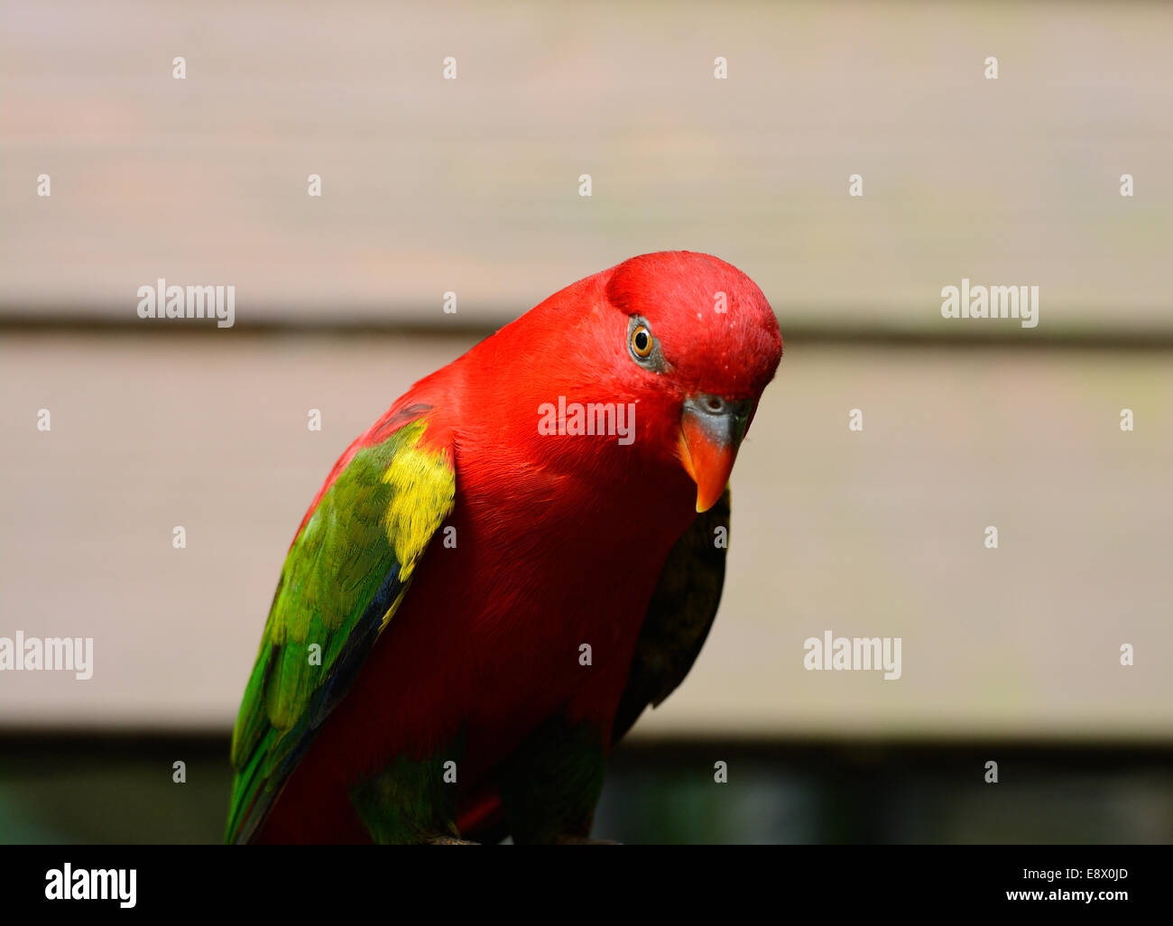 beautiful Chattering Lory (Lorius garrulus) at tree top Stock Photo - Alamy