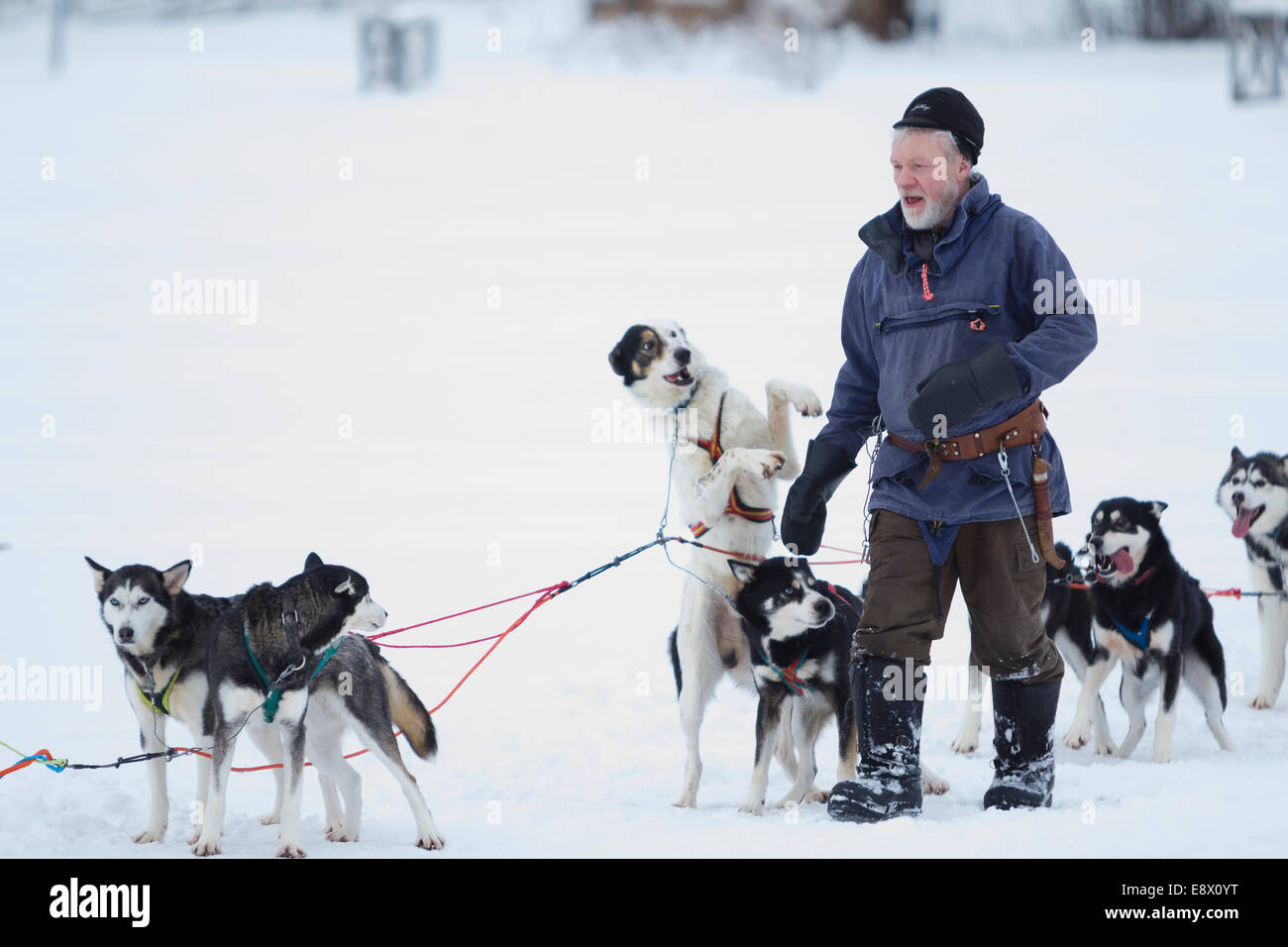 JOKKMOKK, SWEDEN Professional dog sledder at Jokkmokk Winter Market. Stock Photo