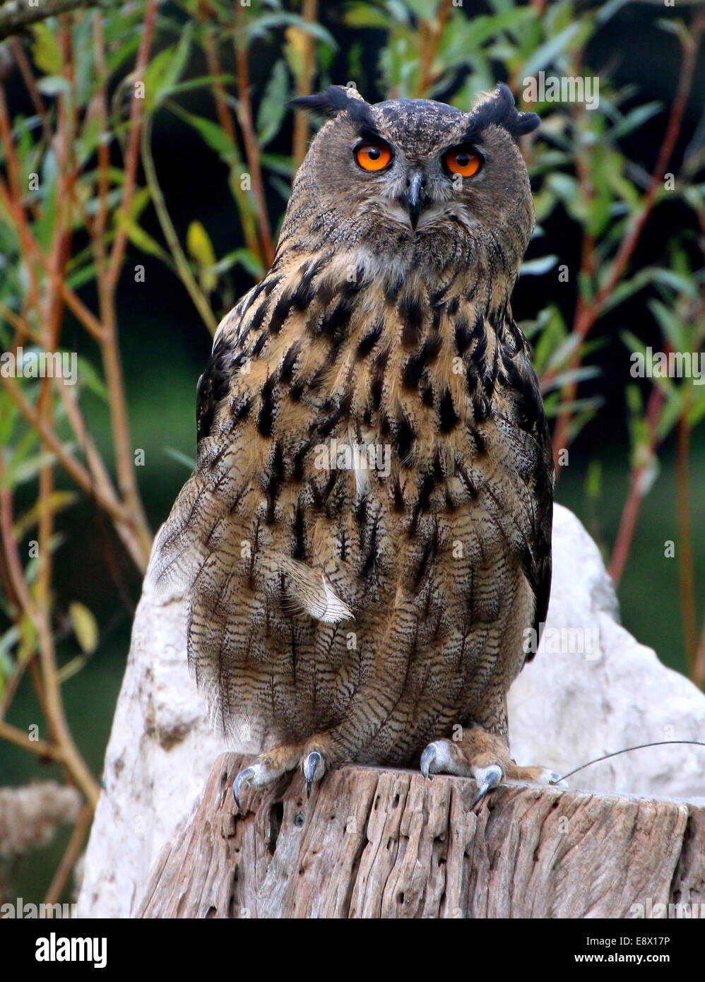Hibou Grand Duc High Resolution Stock Photography And Images Alamy