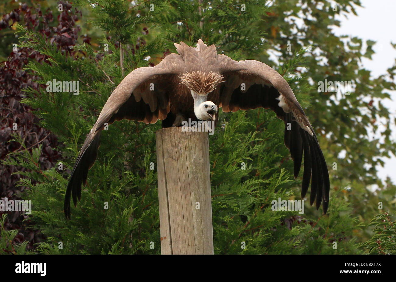 Old world Griffon vulture (Gyps fulvus) on take-off, during a raptor show at Avifauna zoo, Alphen a/d Rijn, The Netherlands Stock Photo