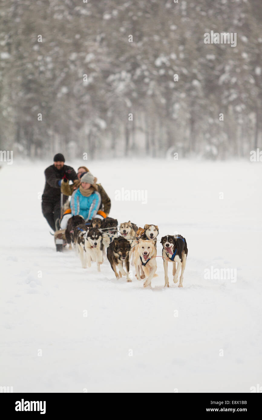JOKKMOKK, SWEDEN Dog sledders cross Lake Talvatis during the annual Jokkmokk Winter Market. Stock Photo