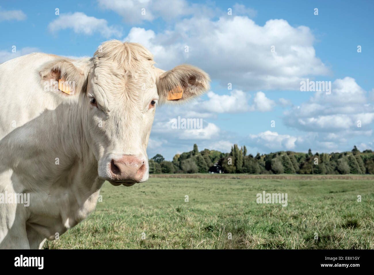 white cow in a field watching you Stock Photo