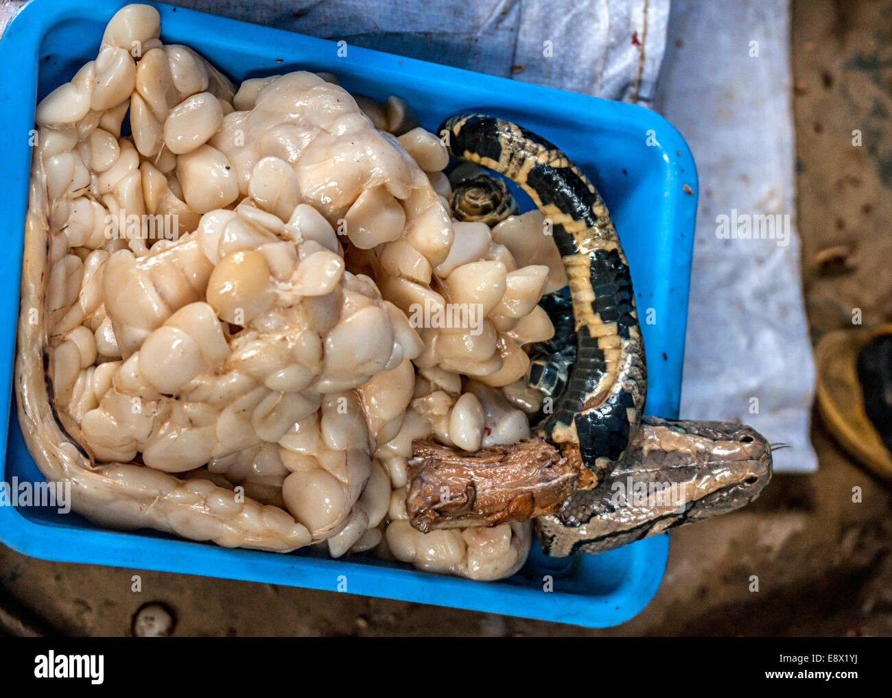 Skinned snake showing all its fat. Stock Photo