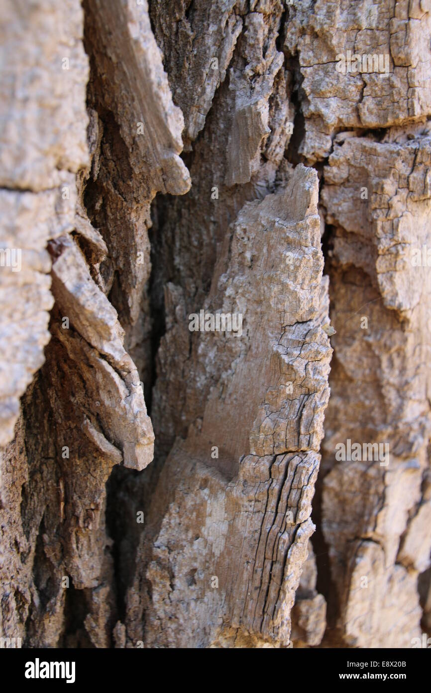 Textured bark Stock Photo