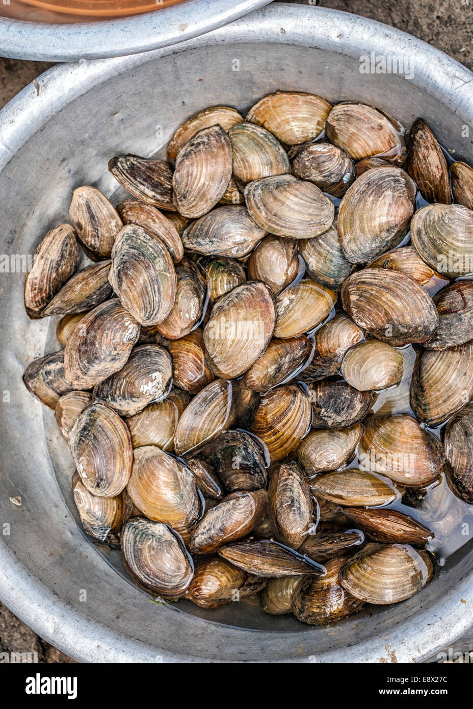 Basin of clams on the market. Stock Photo