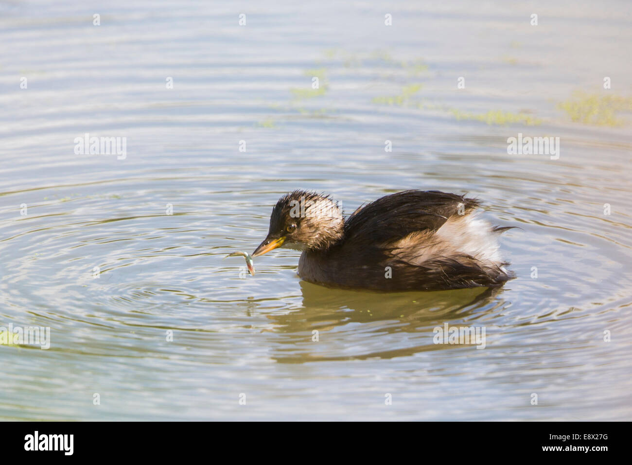 A little grebe on the water at Newport Wetland Centre, South Wales Stock Photo