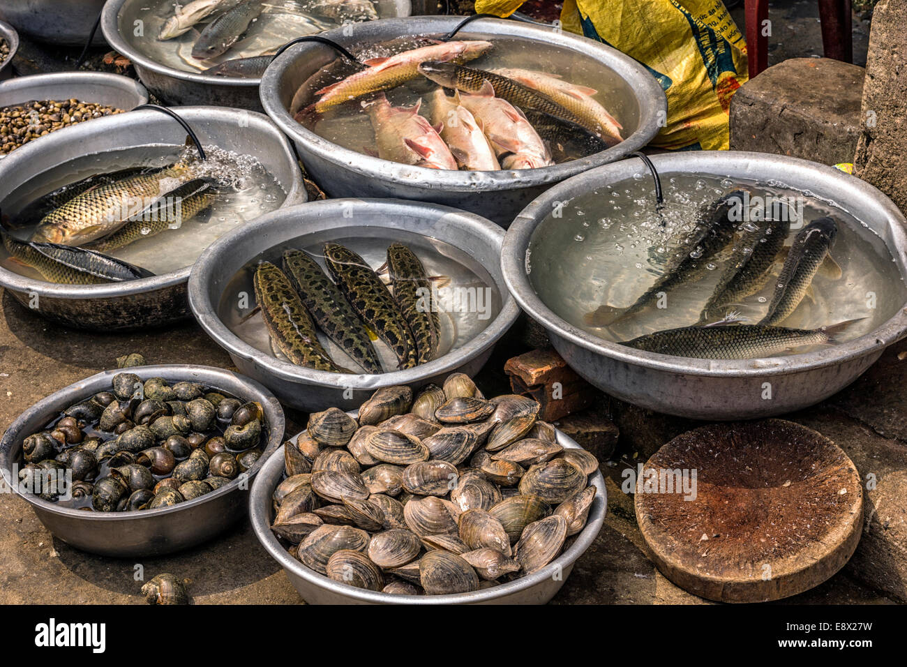 Basins with fresh fish and clams at market in Sa Pa. Stock Photo