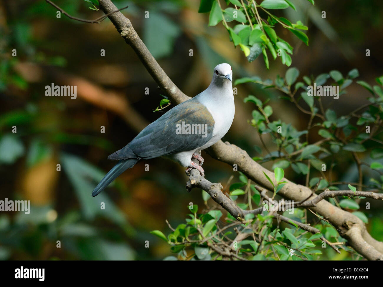 beautiful Green Imperial Pigeon (Ducula aenea) standing on branch Stock Photo