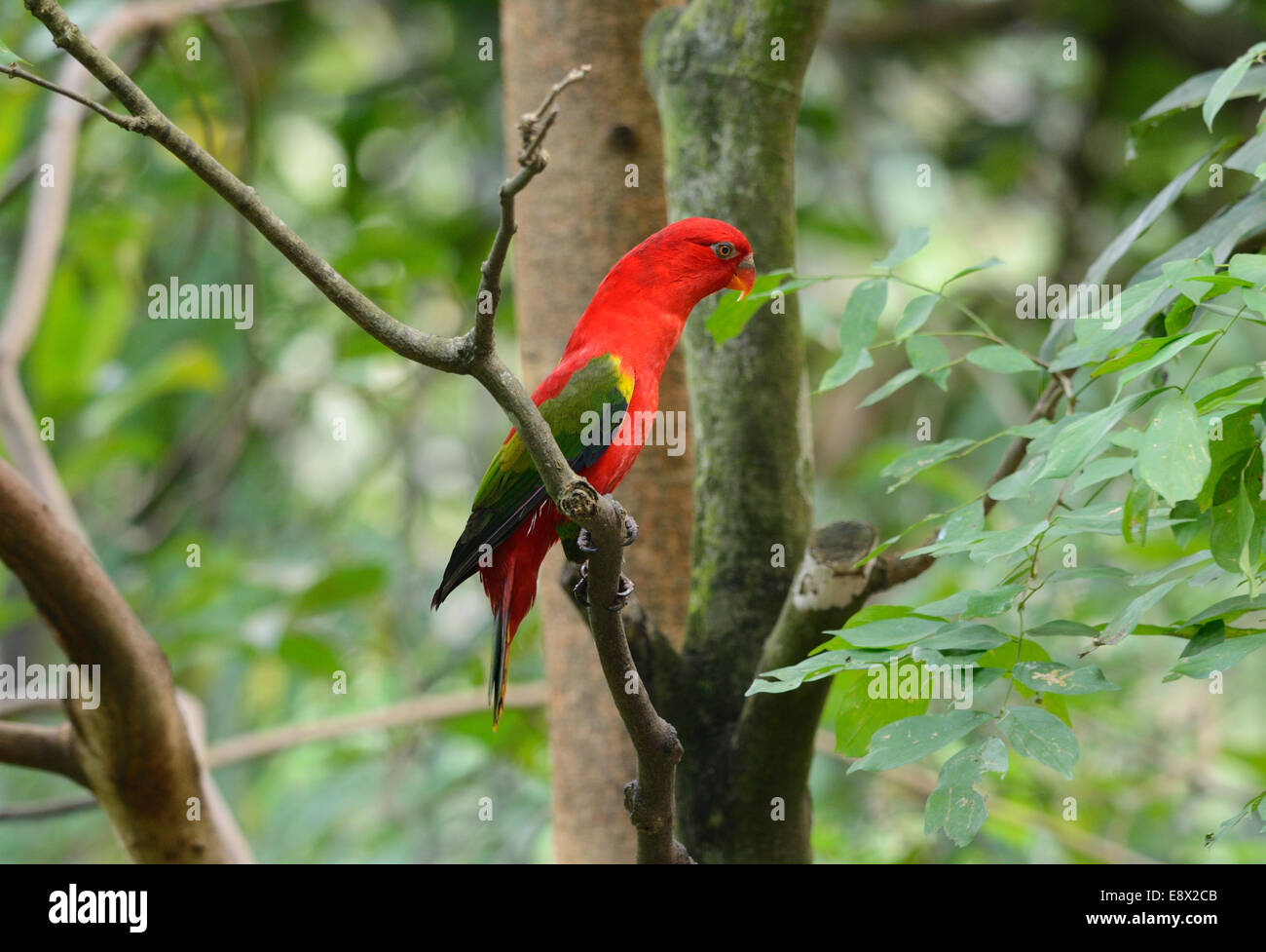 beautiful Chattering Lory (Lorius garrulus) at tree top Stock Photo - Alamy