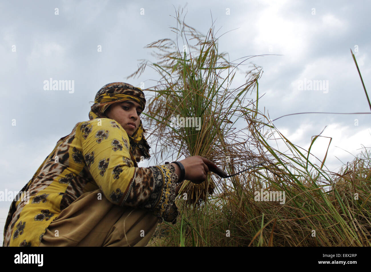 Pakistani Woman Working In An Agricultural Field On The Eve Of Stock Photo Alamy https www alamy com stock photo pakistani woman working in an agricultural field on the eve of international 74331706 html