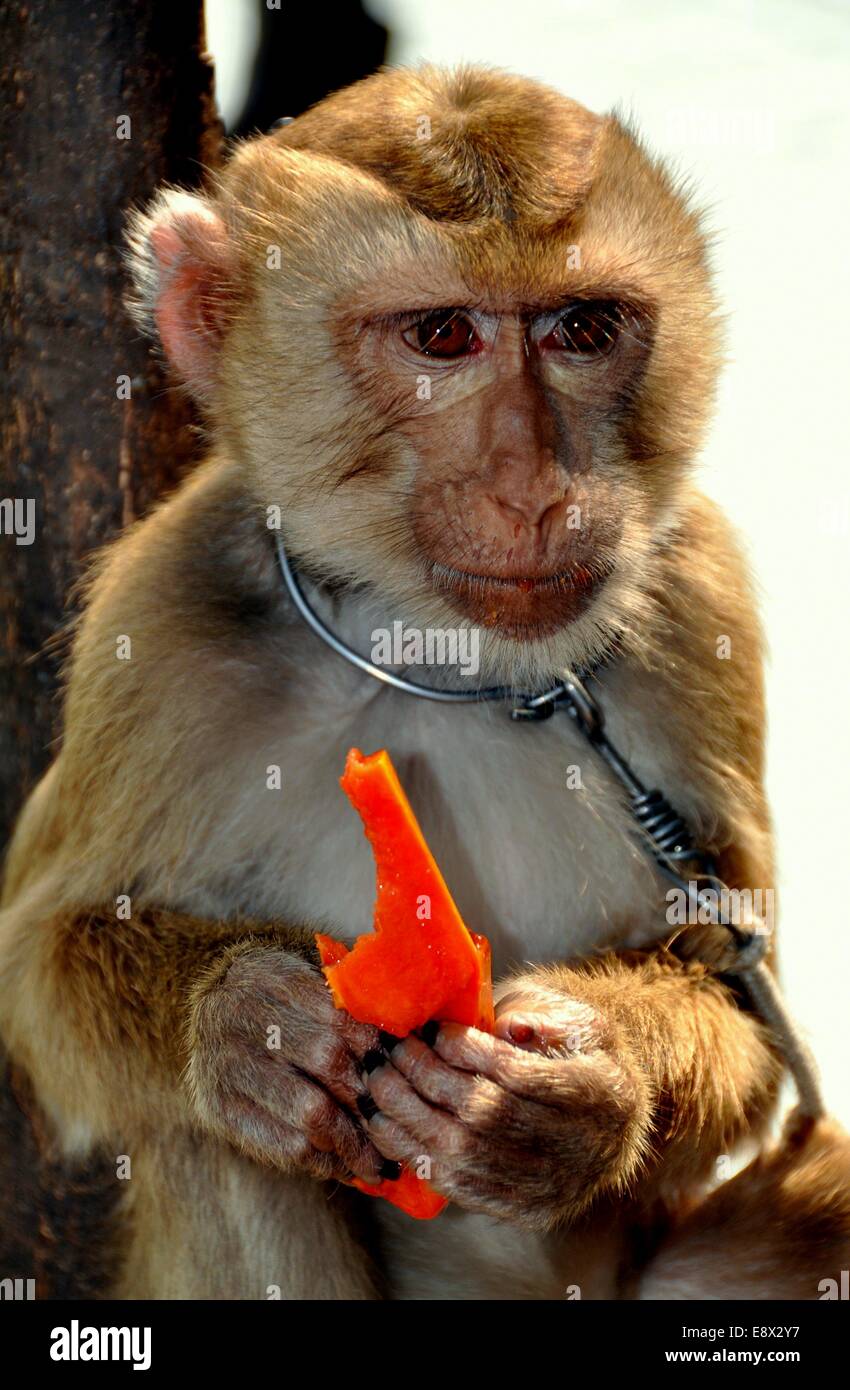 KANCHANABURI, THAILAND:  A young monkey eating a piece of Papaya at the Kanchanaburi Monkey School Stock Photo