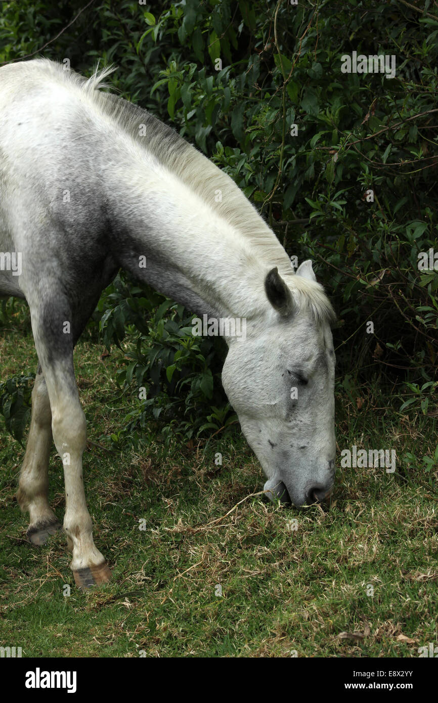 A white horse in a farmers pasture on a farm in Cotacachi, Ecuador Stock Photo