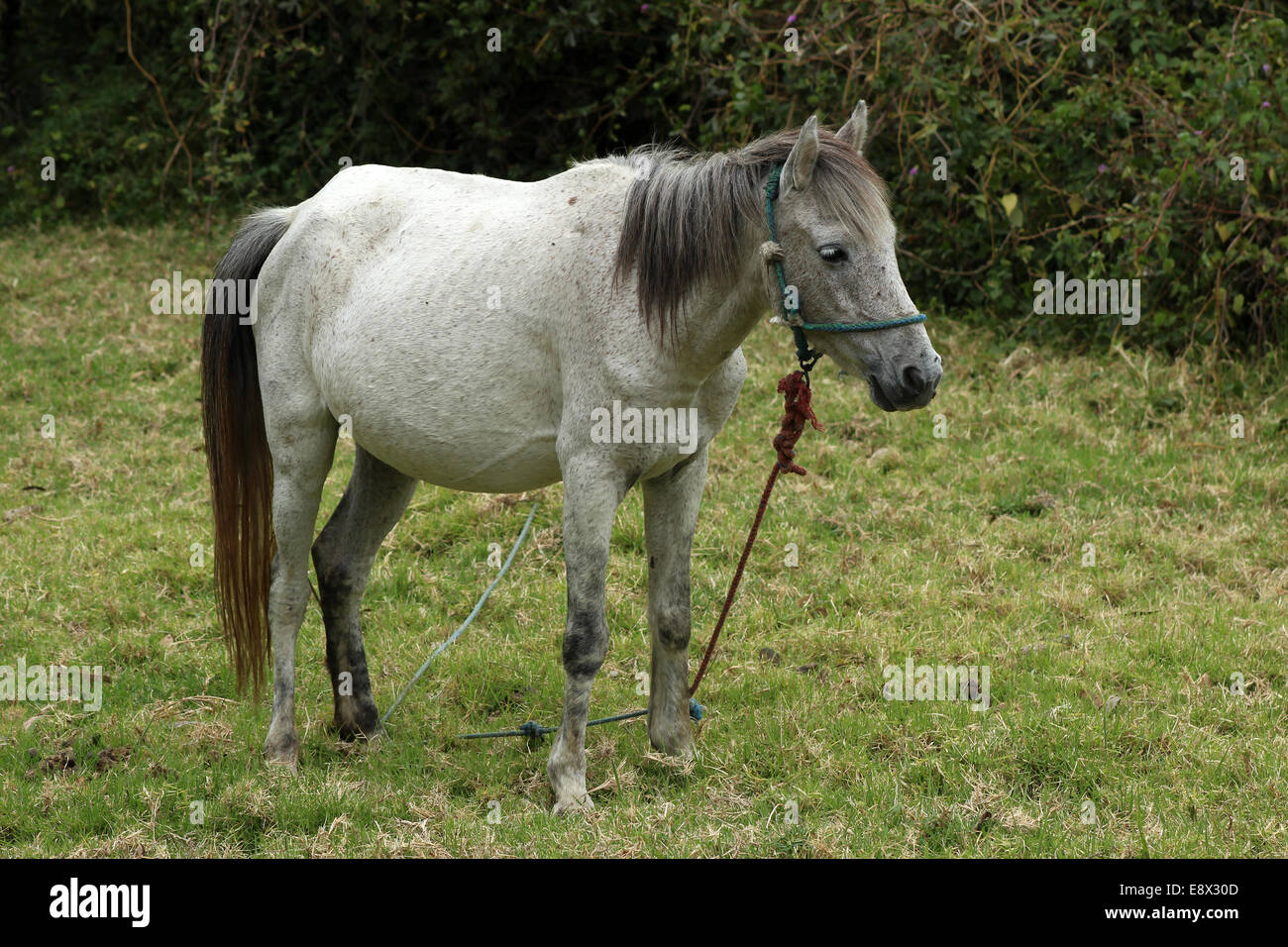 A white horse in a farmers pasture on a farm in Cotacachi, Ecuador Stock Photo