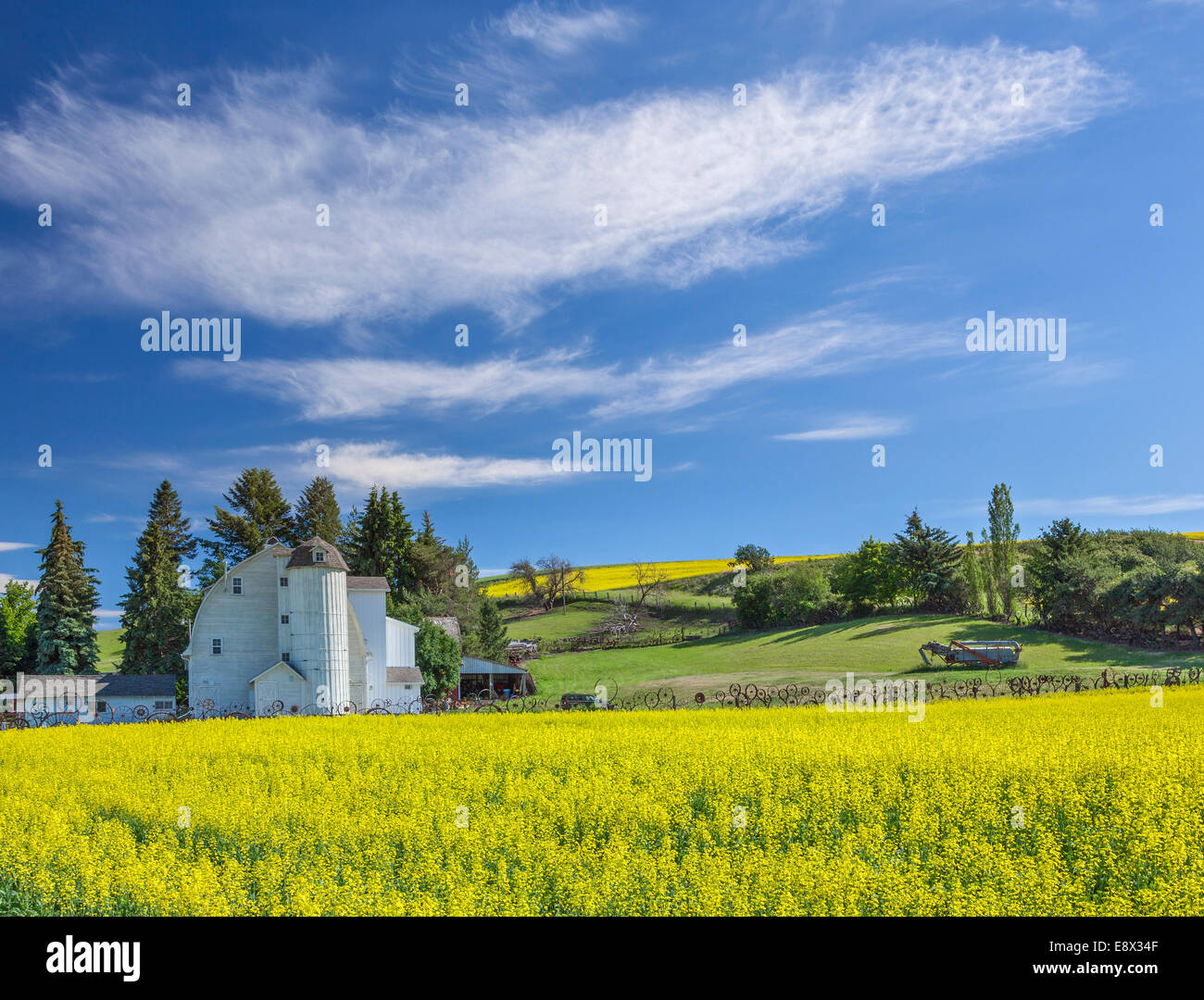 Whitman County, WA: The Dahmen Wheel Barn with canola blooming  in summer in Uniontown, Palouse Country Stock Photo