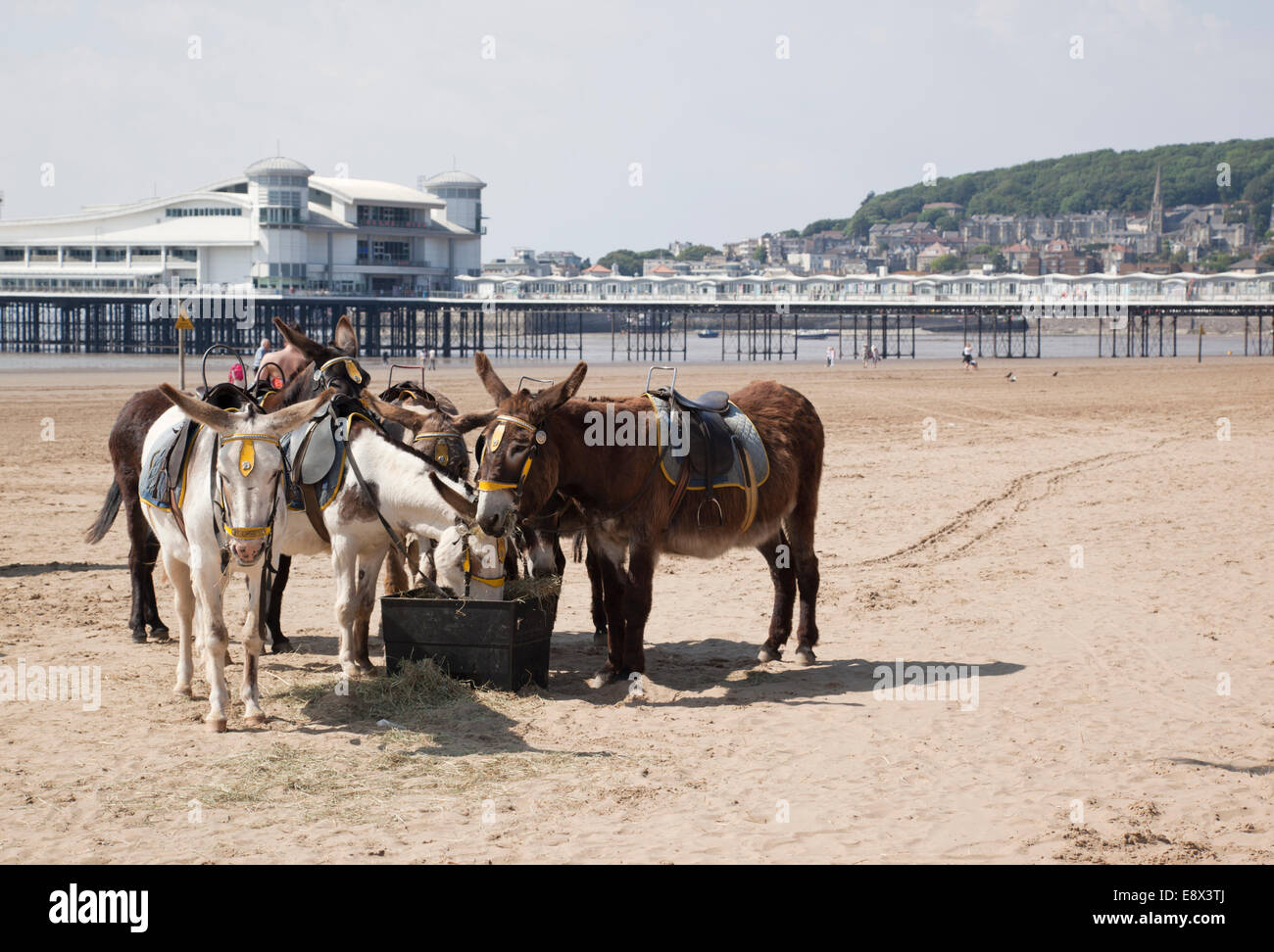 The donkeys on Weston Super Mare beach with the The Grand Pier in the background, Somerset, England, UK Stock Photo