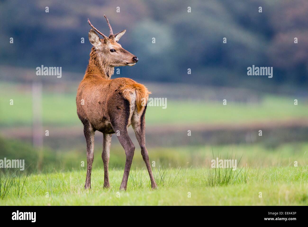 Juvenile red deer stag just before the rut in Margam Park Stock Photo