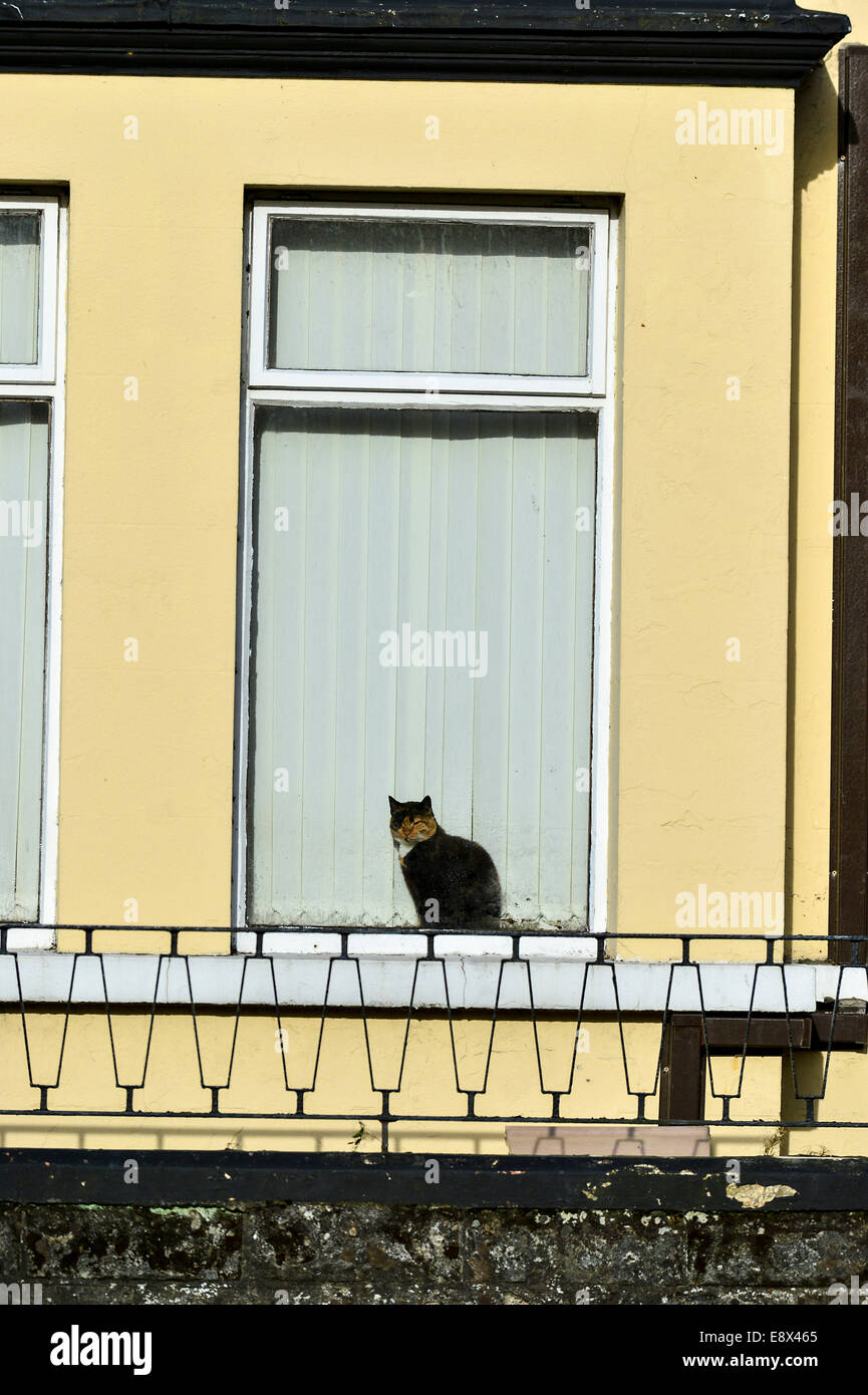 Stock Photo - Cat sitting in the front window of a terrace house, Derry, Londonderry, Northern Ireland. ©George Sweeney /Alamy Stock Photo