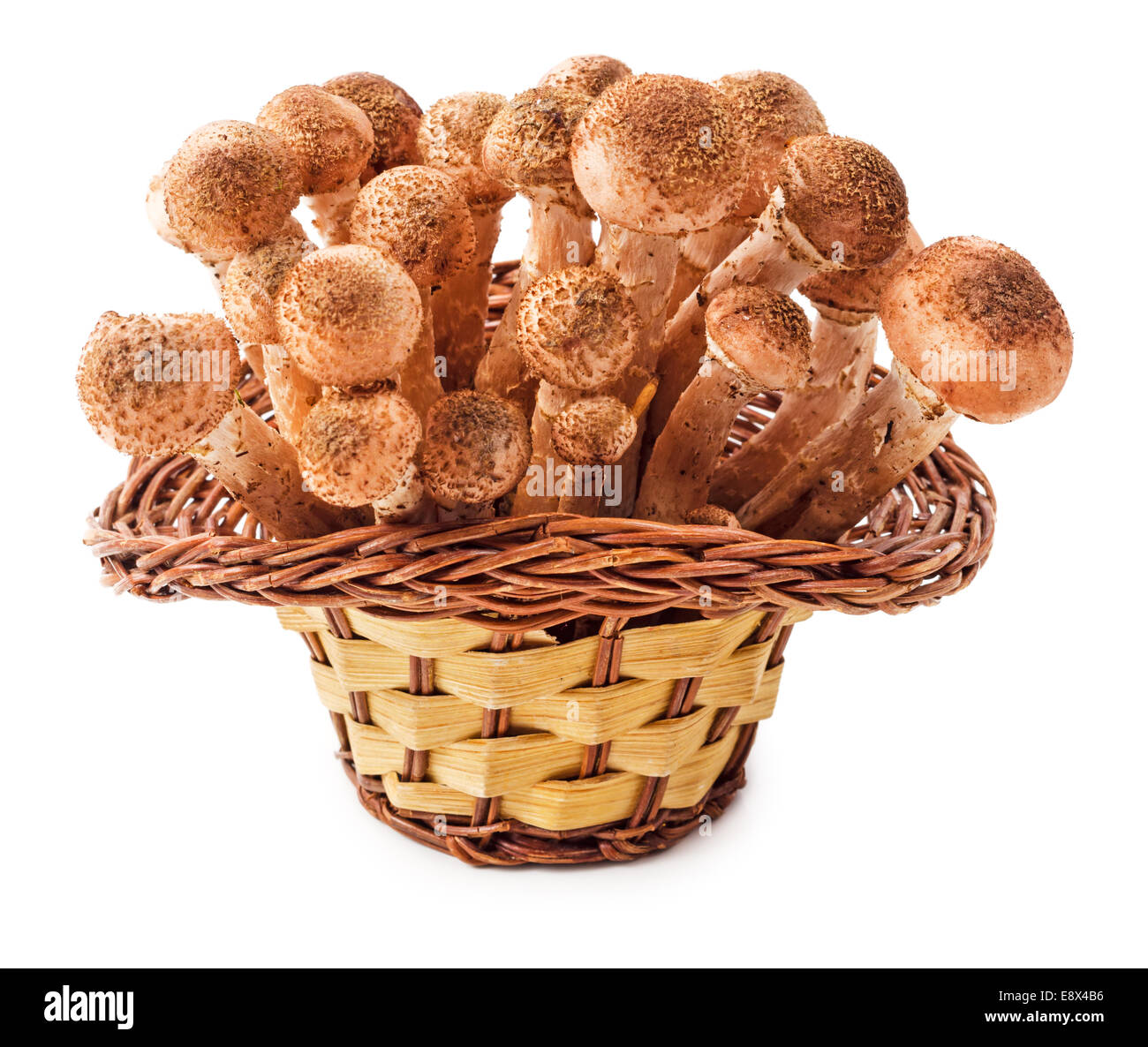 Armillaria, Honey fungus, Honey agarics in basket isolated on white background Stock Photo