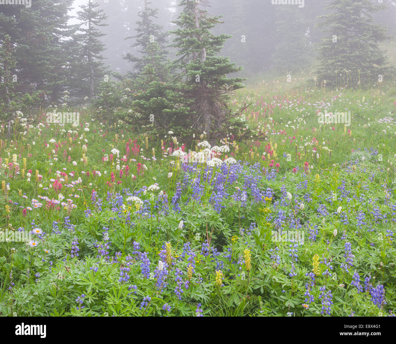 Mix of wildflowers hi-res stock photography and images - Alamy