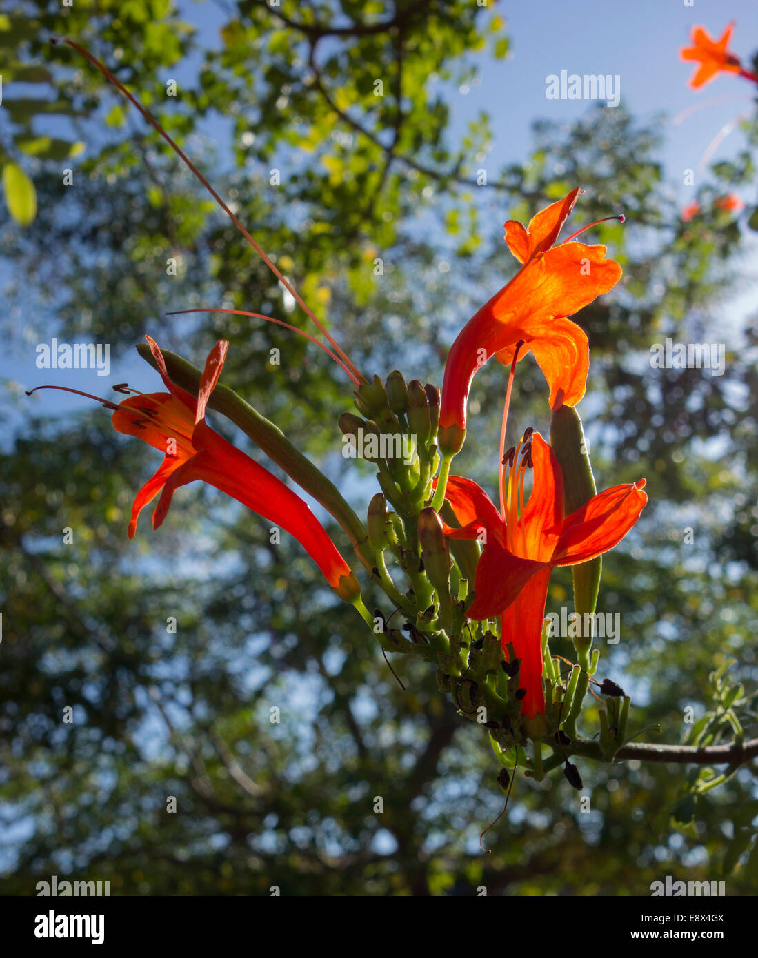 Picture of the flower of Cape Honeysuckle, Tecomaria capensis, taken in Malta. Stock Photo