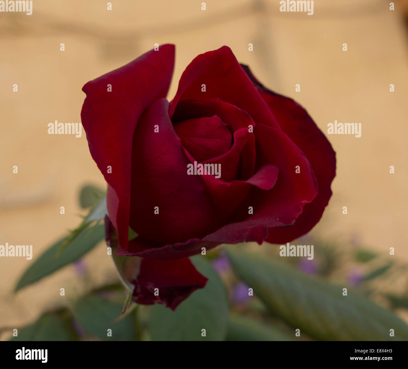 Close-up of a red rose, Rosa sp., taken in Malta. Stock Photo