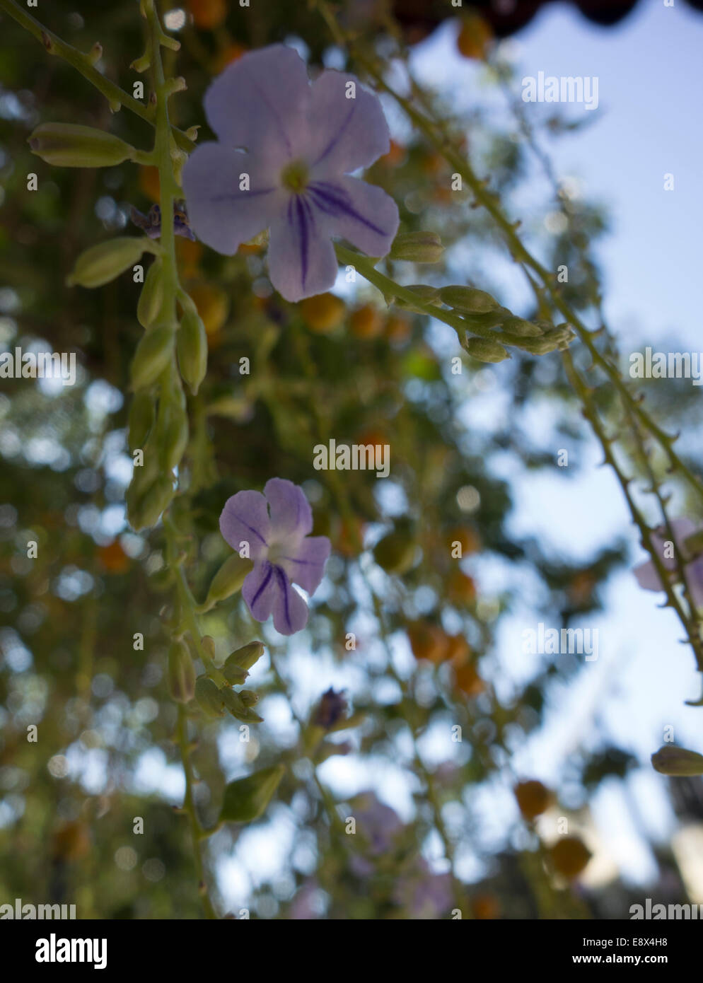 Close-up of a skyflower, Duranta erecta. This picture was taken in Malta. Stock Photo
