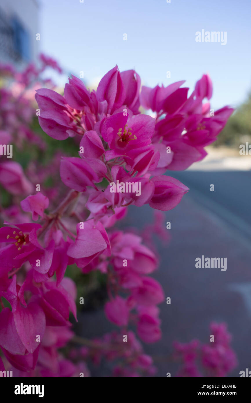 Close-up of a pink Rhododendron flower, taken in Malta. Stock Photo