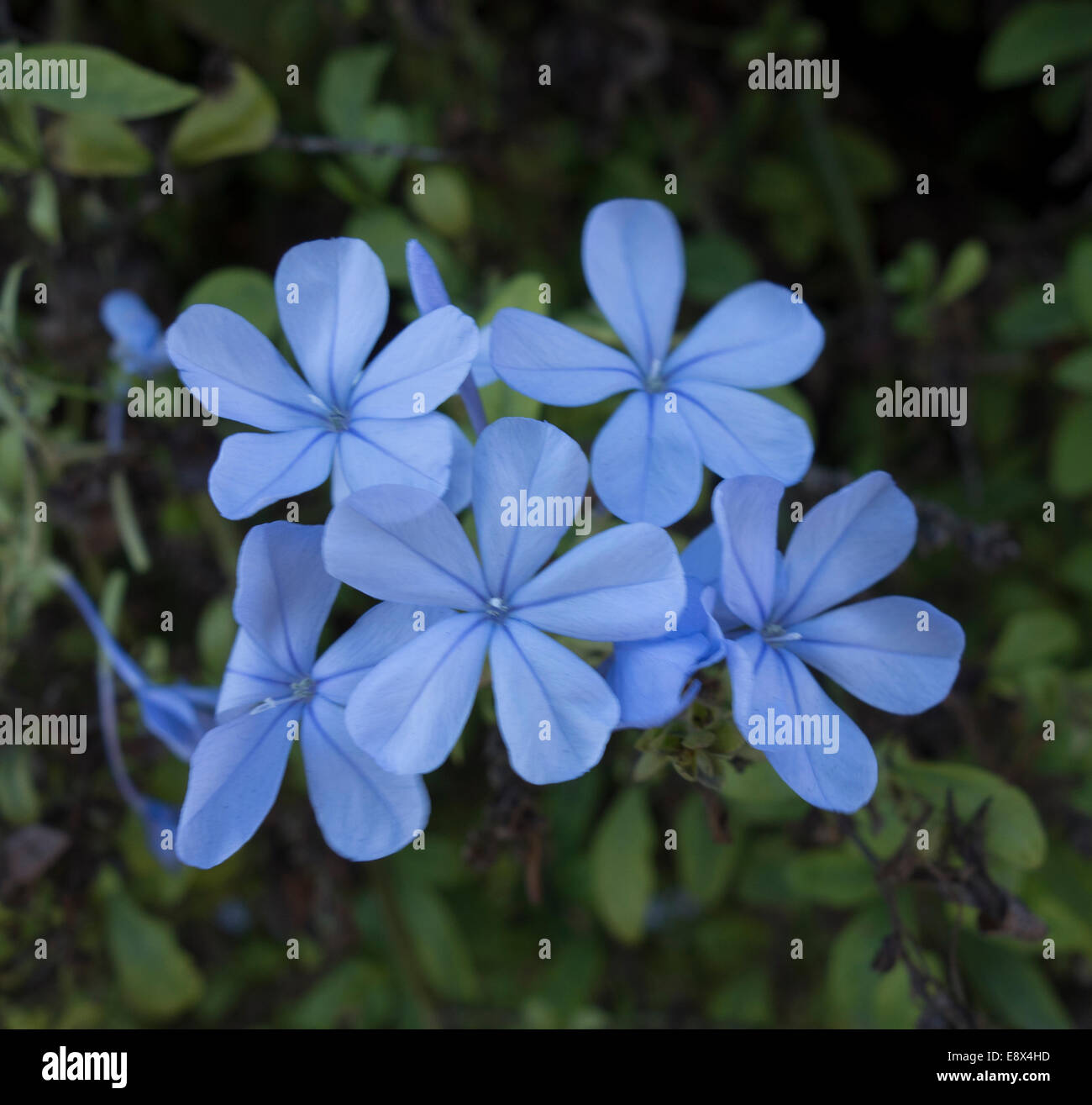 Close-up of a Plumbago Flower, Plumbago auriculata. Stock Photo