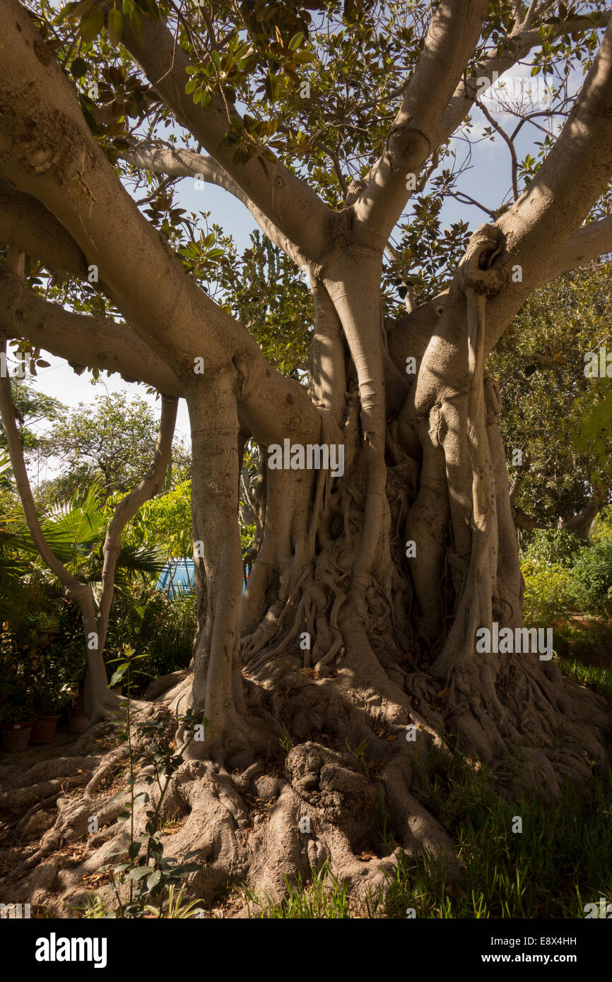 Giant tree trunk , taken in Malta. Stock Photo