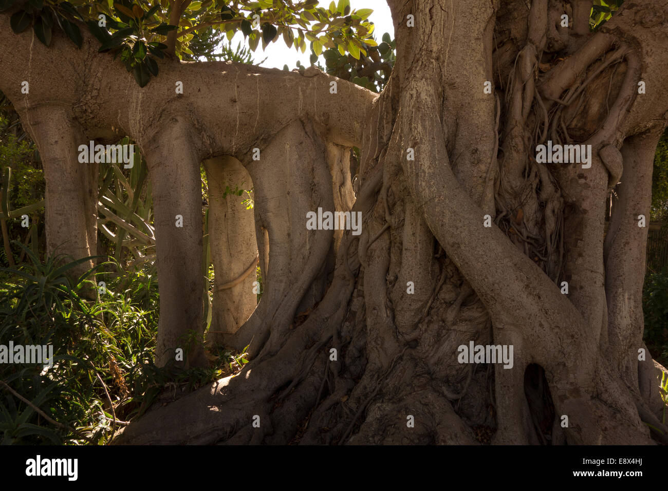 Cut out of a giant tree trunk , taken in Malta. Stock Photo