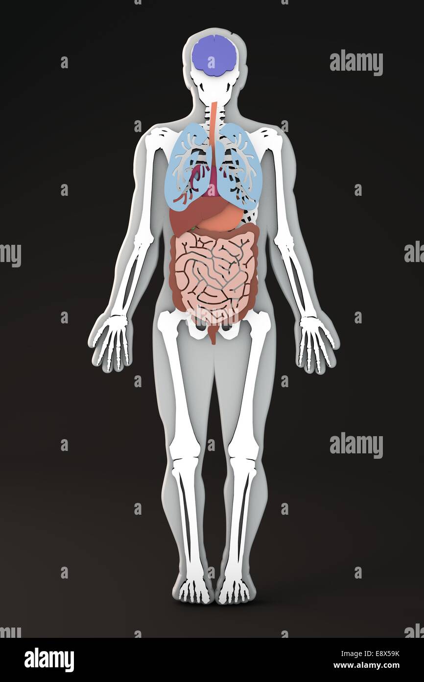 Section of the human body internal organs and apparatuses Stock Photo