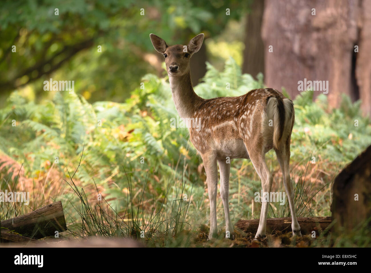 Female fallow deer, Richmond Park, London Stock Photo