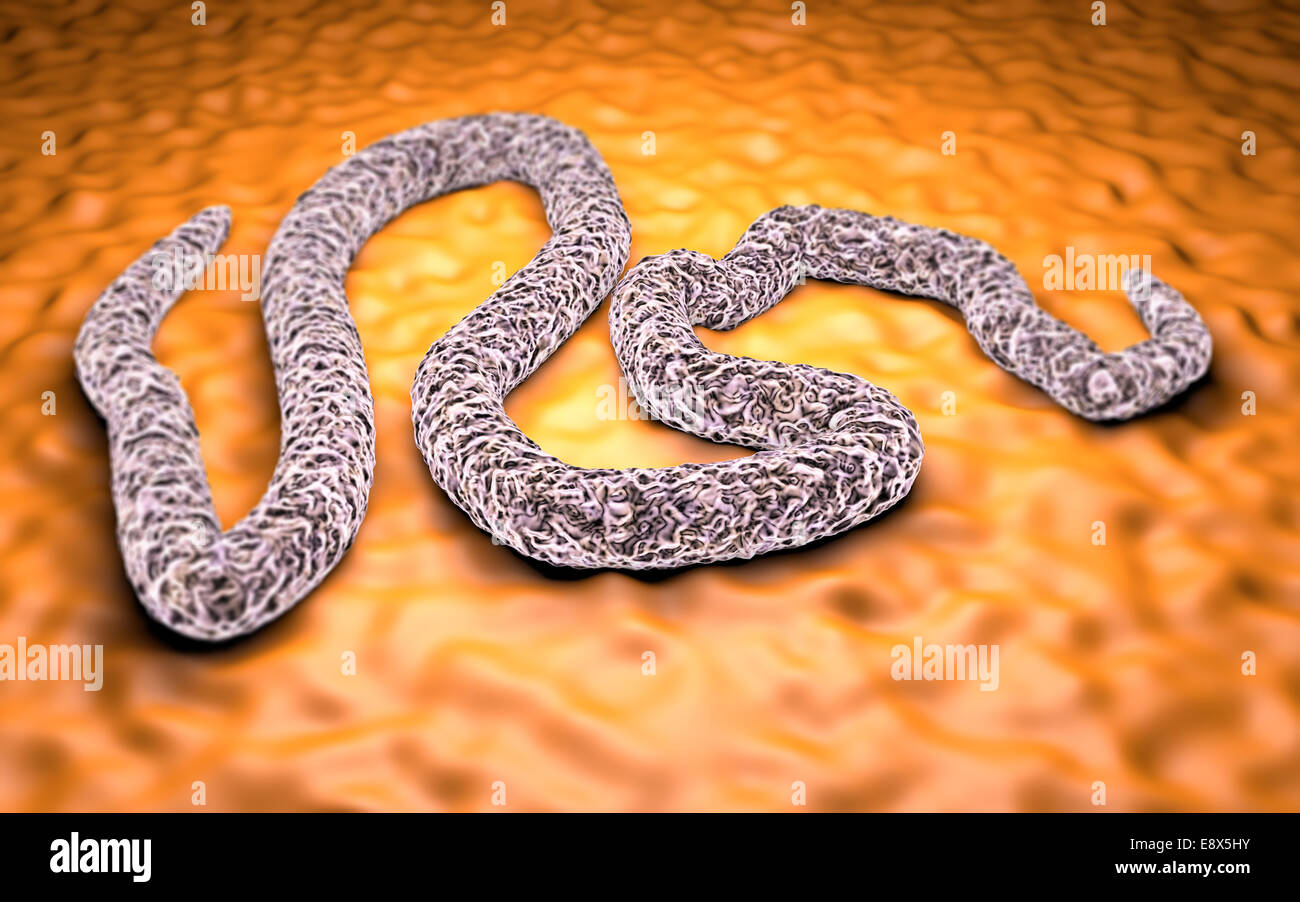 3D Ebola virus under a microscope, danger, contagion, epidemic Stock Photo