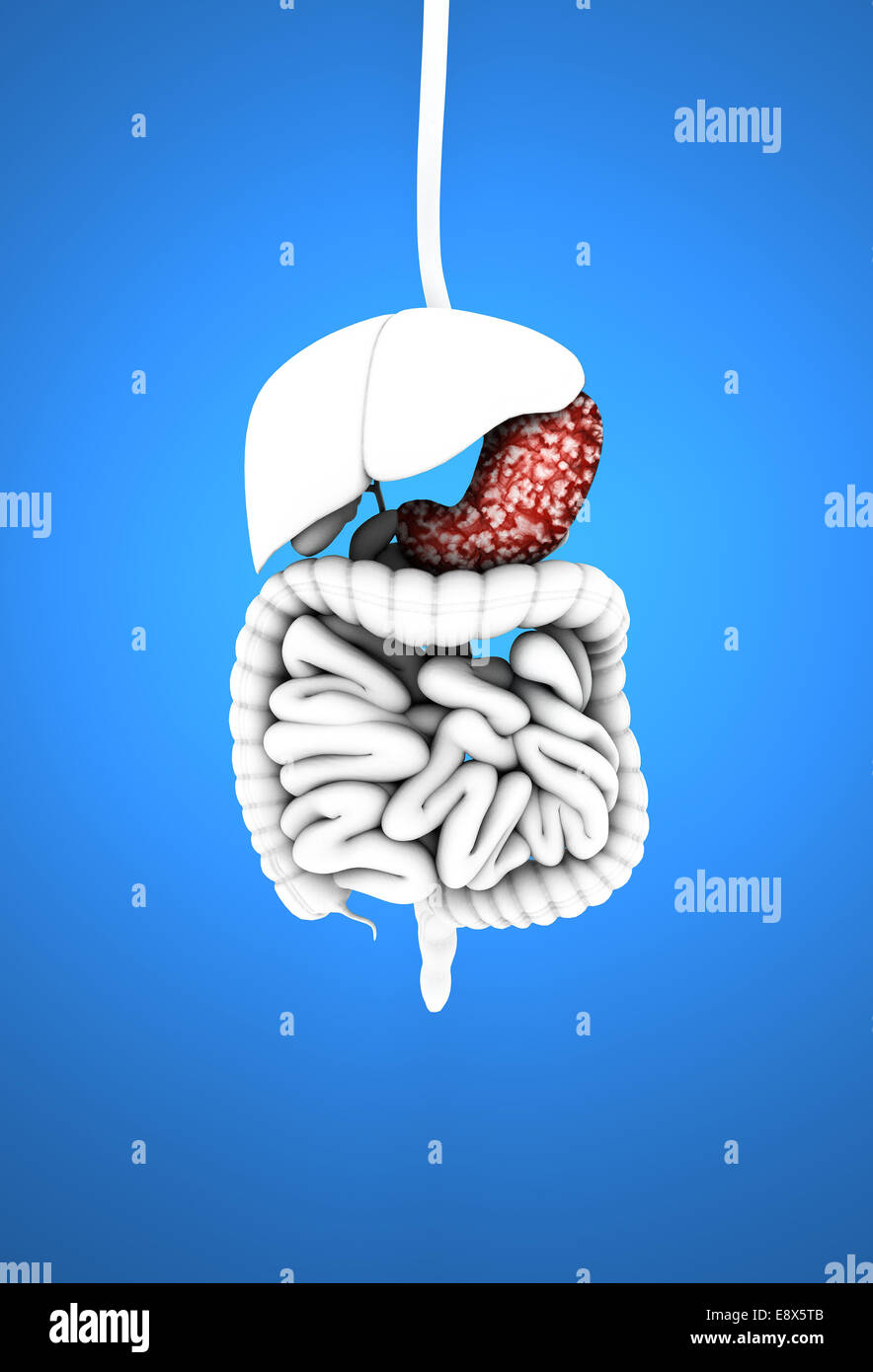 3D Digestive System on blue background, digestive tract, stomach and