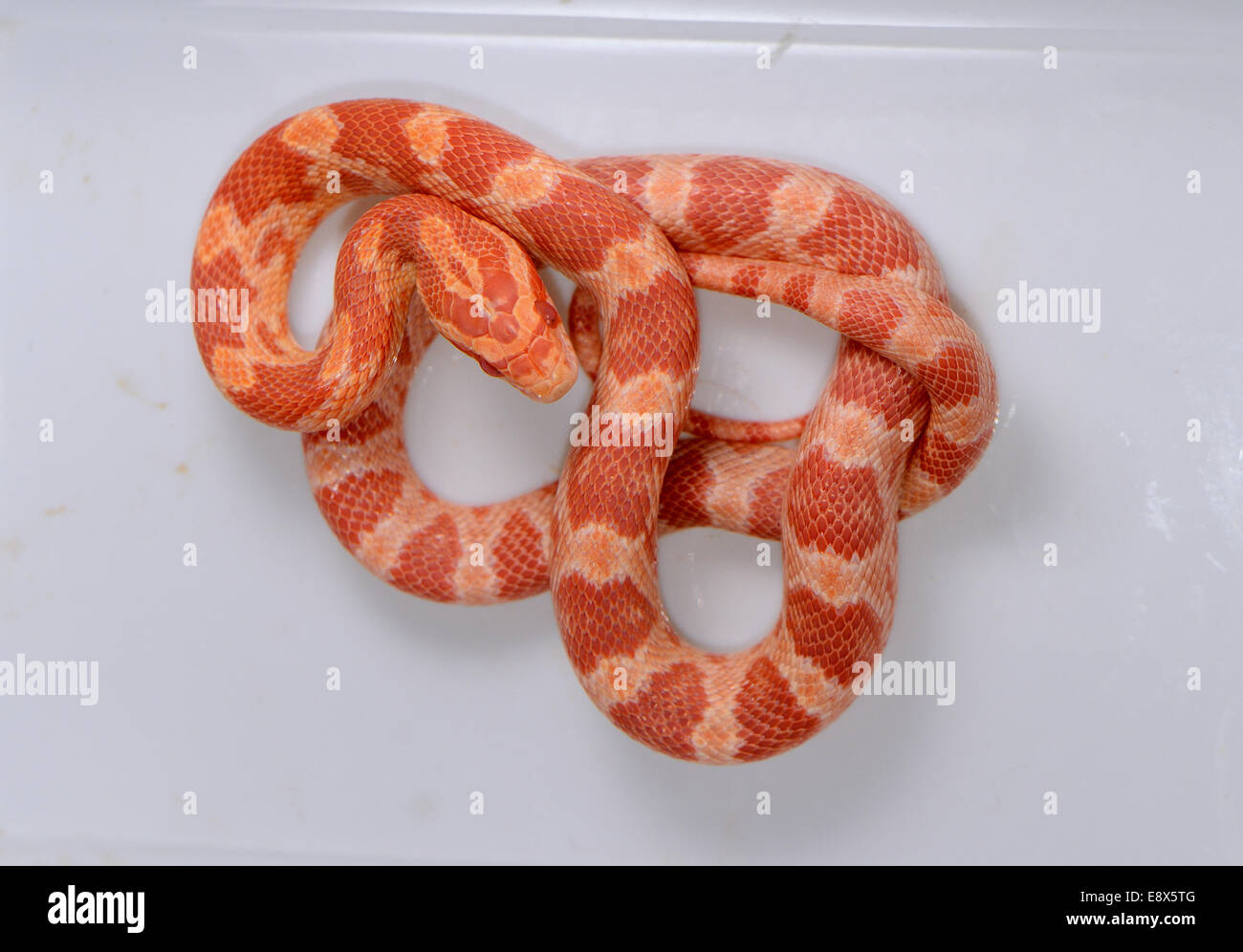 beautiful Amelanistic Hatchling Corn snake(Pantherophis guttatus) in terrarium Stock Photo