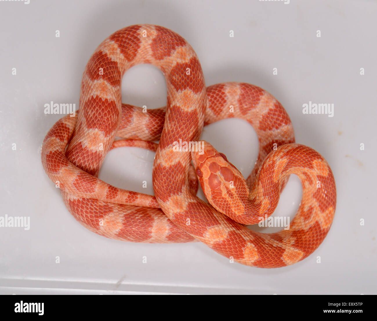 beautiful Amelanistic Hatchling Corn snake(Pantherophis guttatus) in terrarium Stock Photo