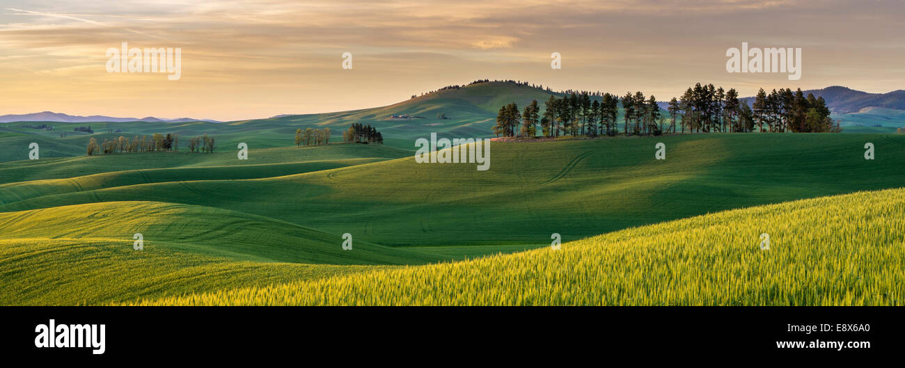 Whitman County, WA: Sunset over rolling hills of the Palouse region Stock Photo