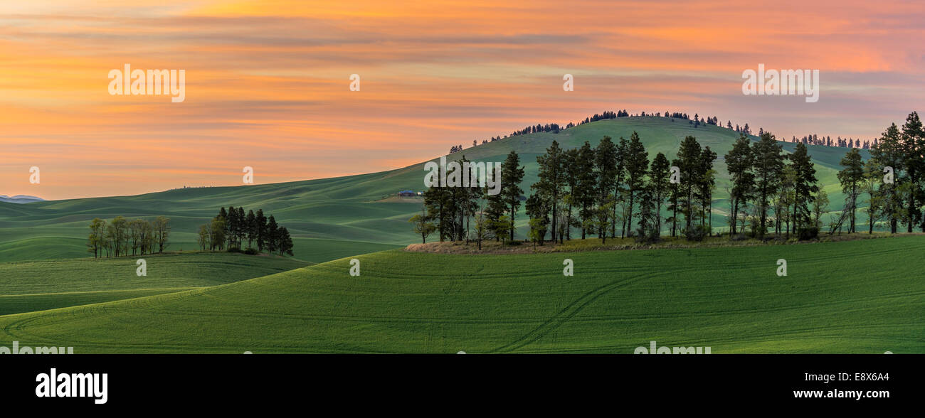 Whitman County, WA: Sunset over rolling hills of the Palouse region Stock Photo